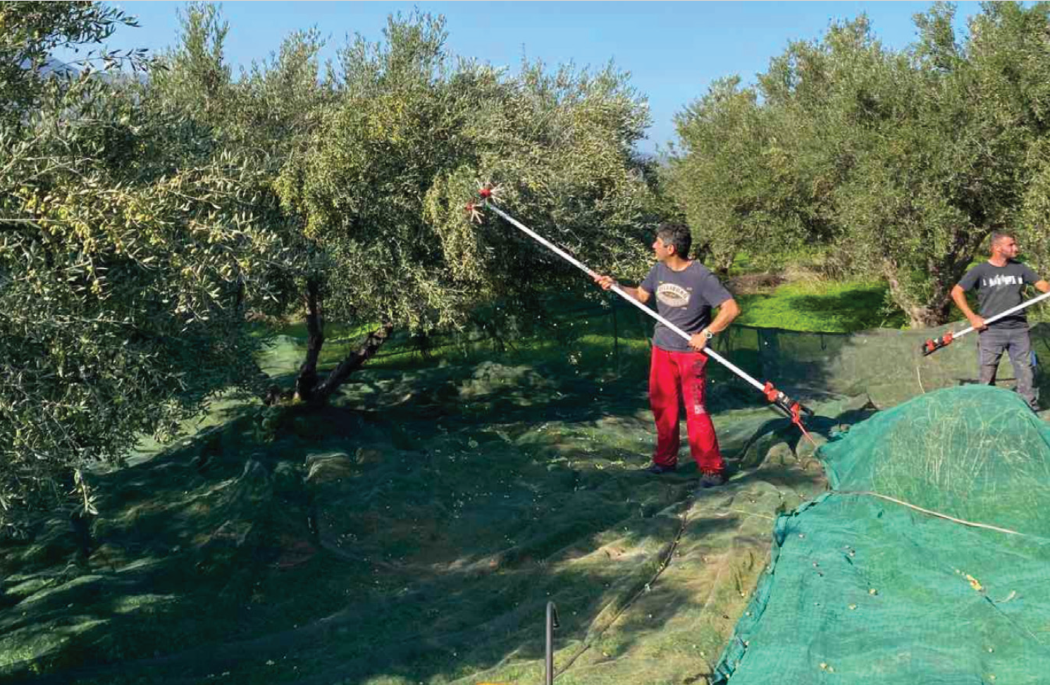 bienfaits de l'huile d'olive vierge extra sur la santé